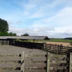 Cavalo Crioulo - Cabanha OCA - Santa Catarina