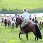 Cavalo Crioulo - Cabanha OCA - Santa Catarina
