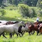 Cavalo Crioulo - Cabanha OCA - Santa Catarina