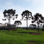 Cavalo Crioulo - Cabanha OCA - Santa Catarina