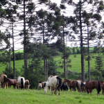Cavalo Crioulo - Cabanha OCA - Santa Catarina